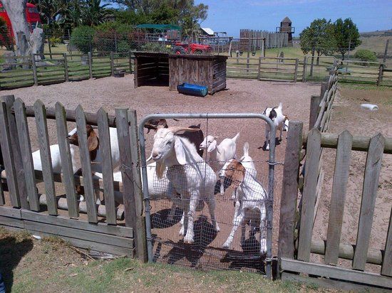 Holmeleigh Farmyard