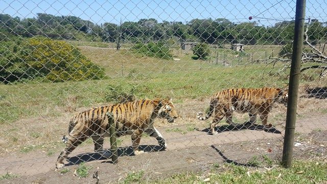 Seaview Predator Park