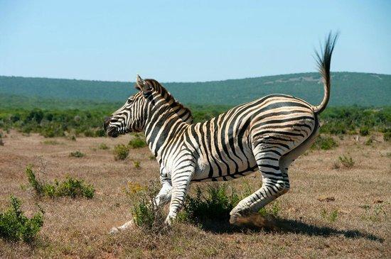 Wild Dreams Africa