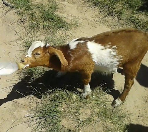 Burnside Touch Farm