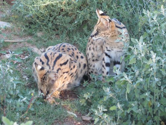 Cat Conservation Trust