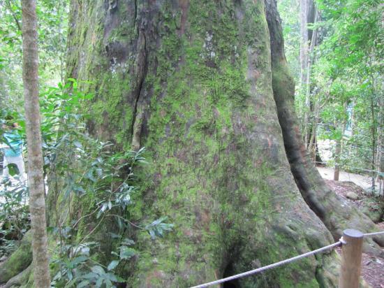 The Big Tree Tsitsikamma